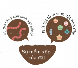Đa dạng sinh vật sống - Nhà Vừng